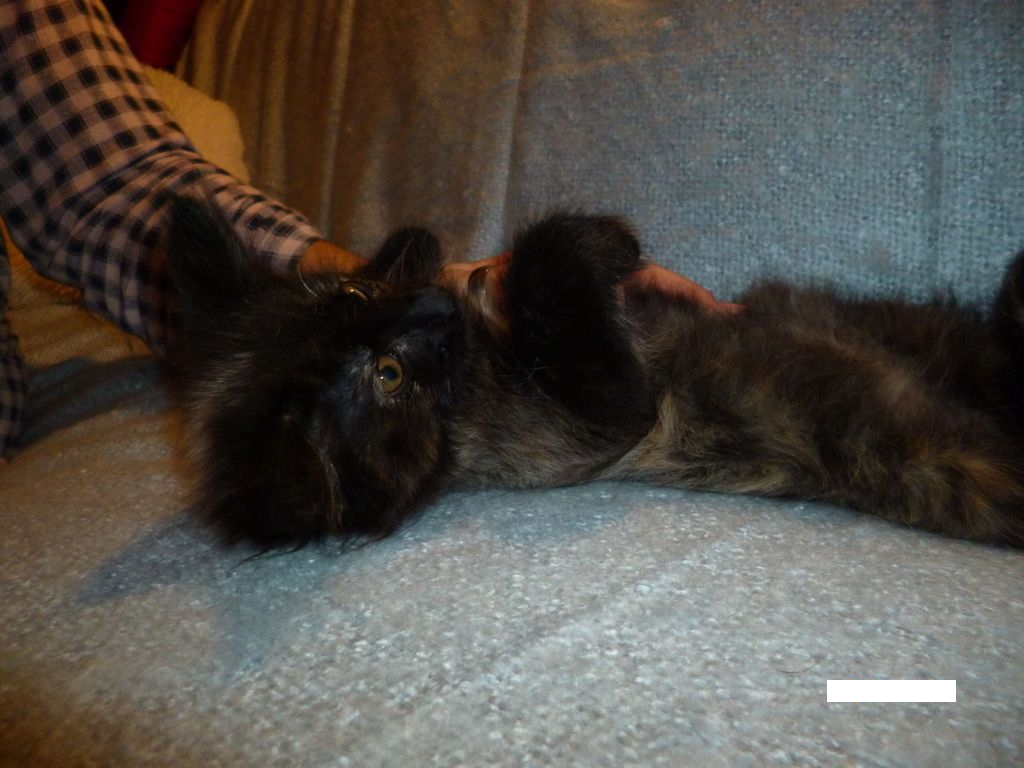 Gatti Norvegesi - cuccioli