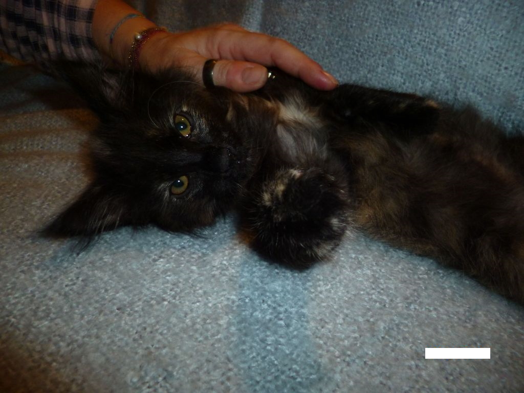 Gatti Norvegesi - cuccioli