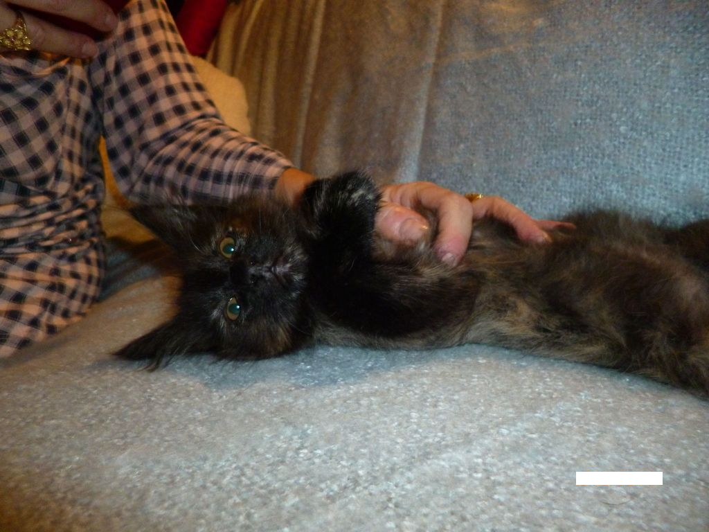 Gatti Norvegesi - cuccioli