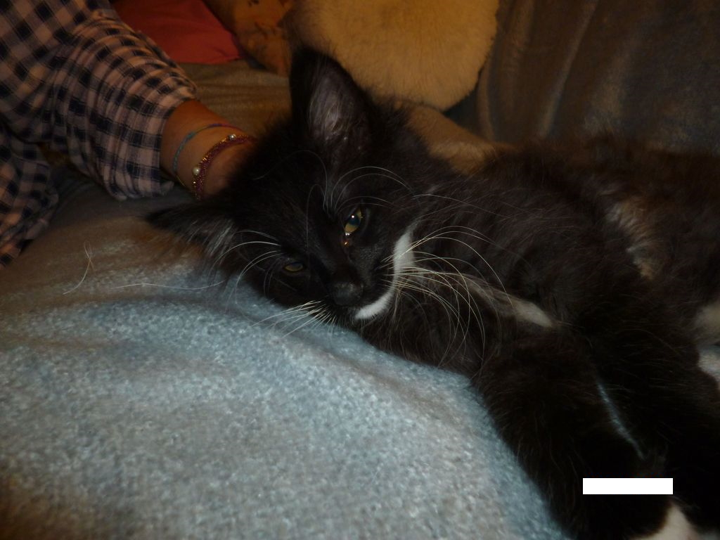 Gatti Norvegesi - cuccioli