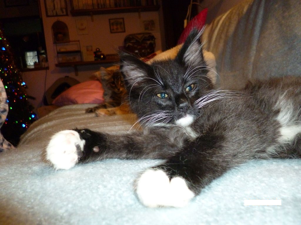 Gatti Norvegesi - cuccioli