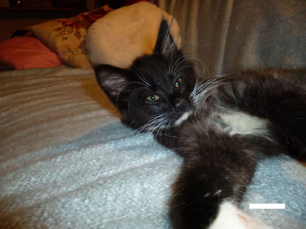 Gatti Norvegesi - cuccioli