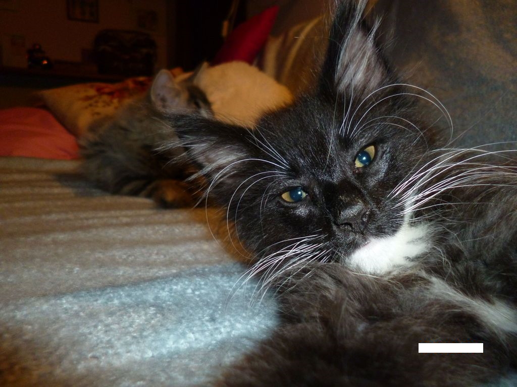 Gatti Norvegesi - cuccioli